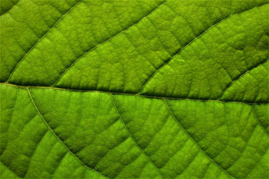 Leaf, Structure, green, green color, growth, backgrounds, no people HD wallpaper