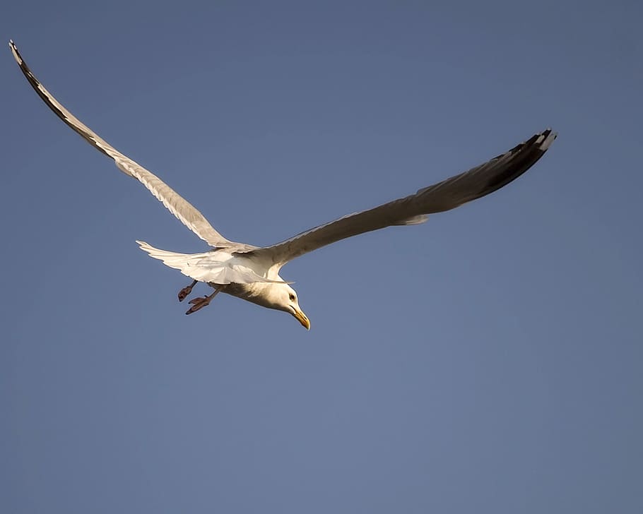 nature, seagull, flying, flight, soar, soaring, birdwatching HD wallpaper