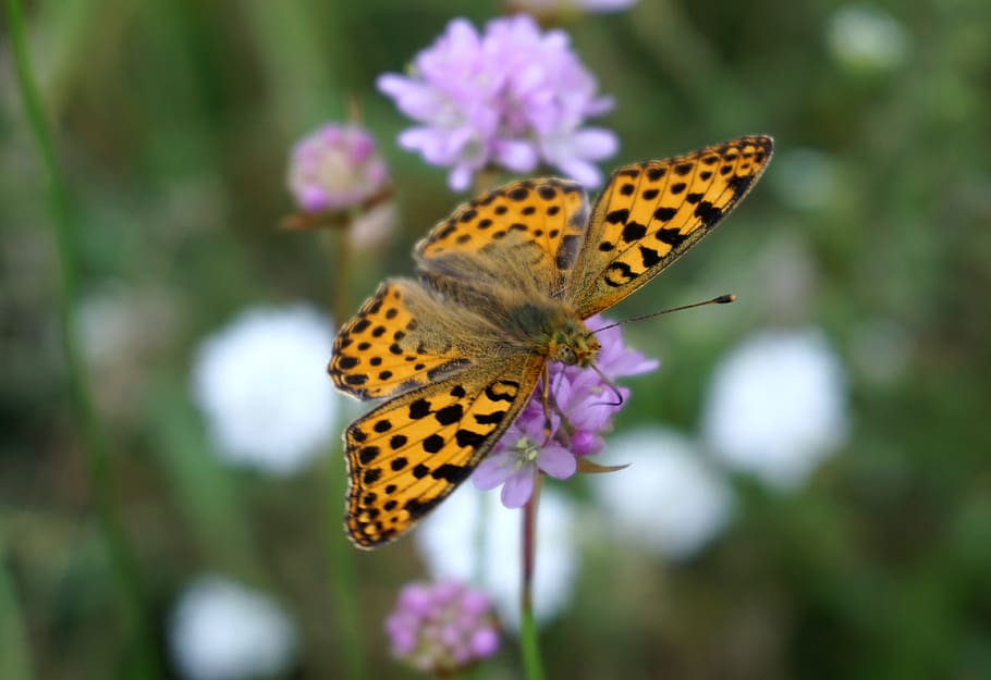 butterfly, insect, blossom, bloom, nature, flower, beauty in nature HD wallpaper