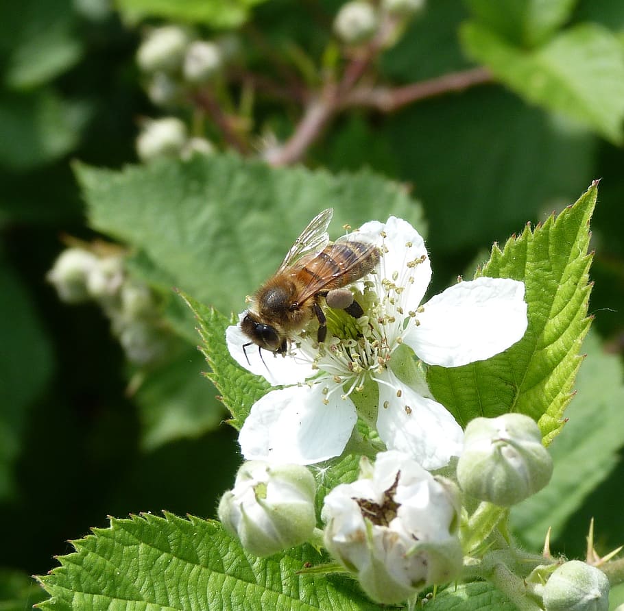 bee, flower, insect, forage, macro, white, pollinator, mulberry HD wallpaper