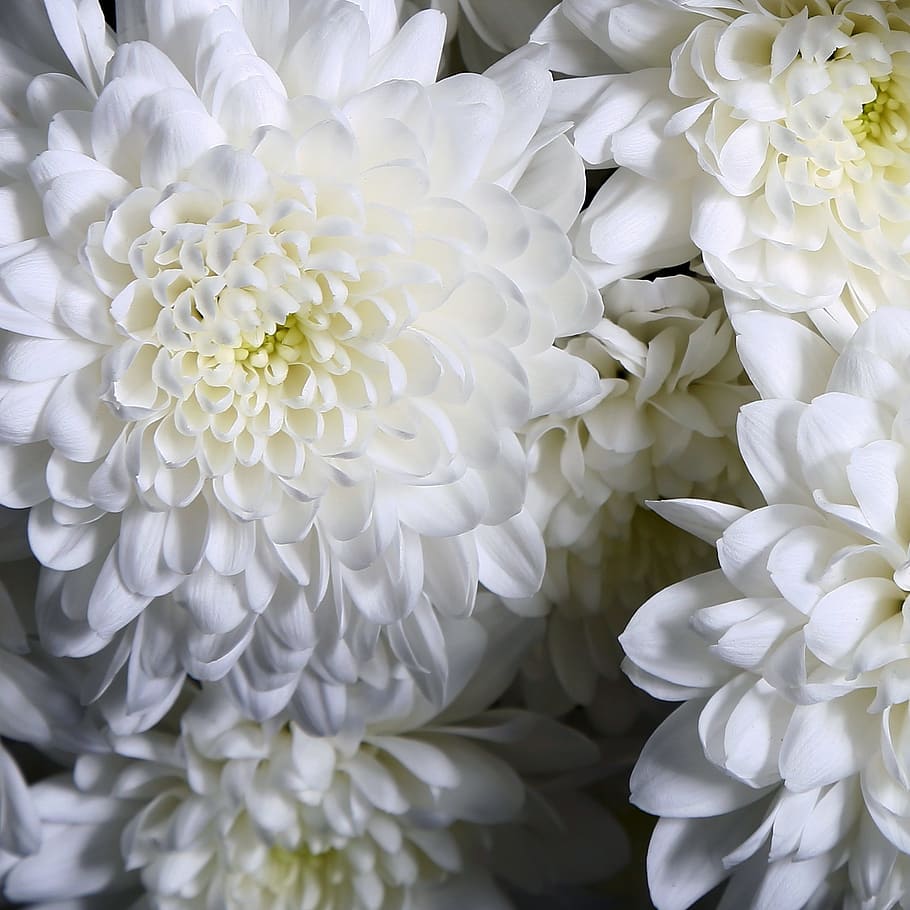 white, petals, flower, bunch, bundle, flowering plant, white color HD wallpaper