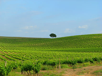 wine, winery, uva, field, growth, agriculture, plant, land HD wallpaper