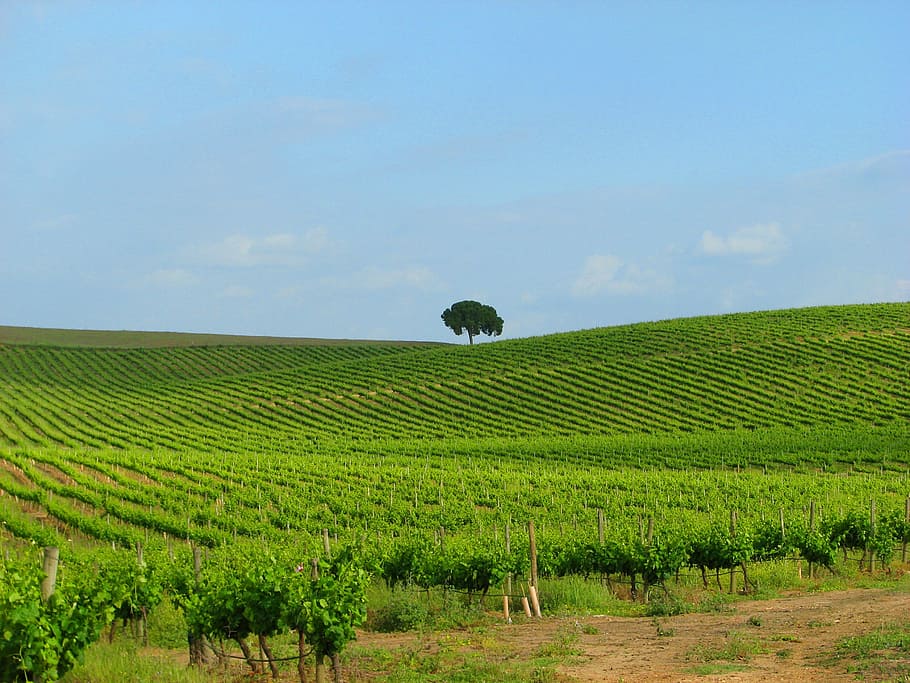 wine, winery, uva, field, growth, agriculture, plant, land HD wallpaper