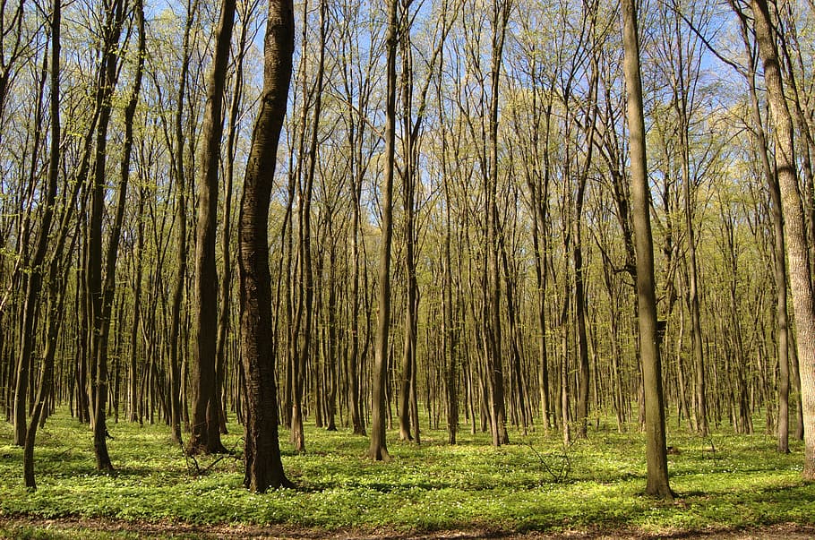 Forest, Spring, Nature, Trees, Greens, living nature, flowers HD wallpaper