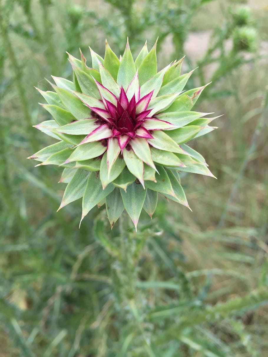 Flower, Nature, Thistle, growth, plant, day, green color, flowering plant HD wallpaper