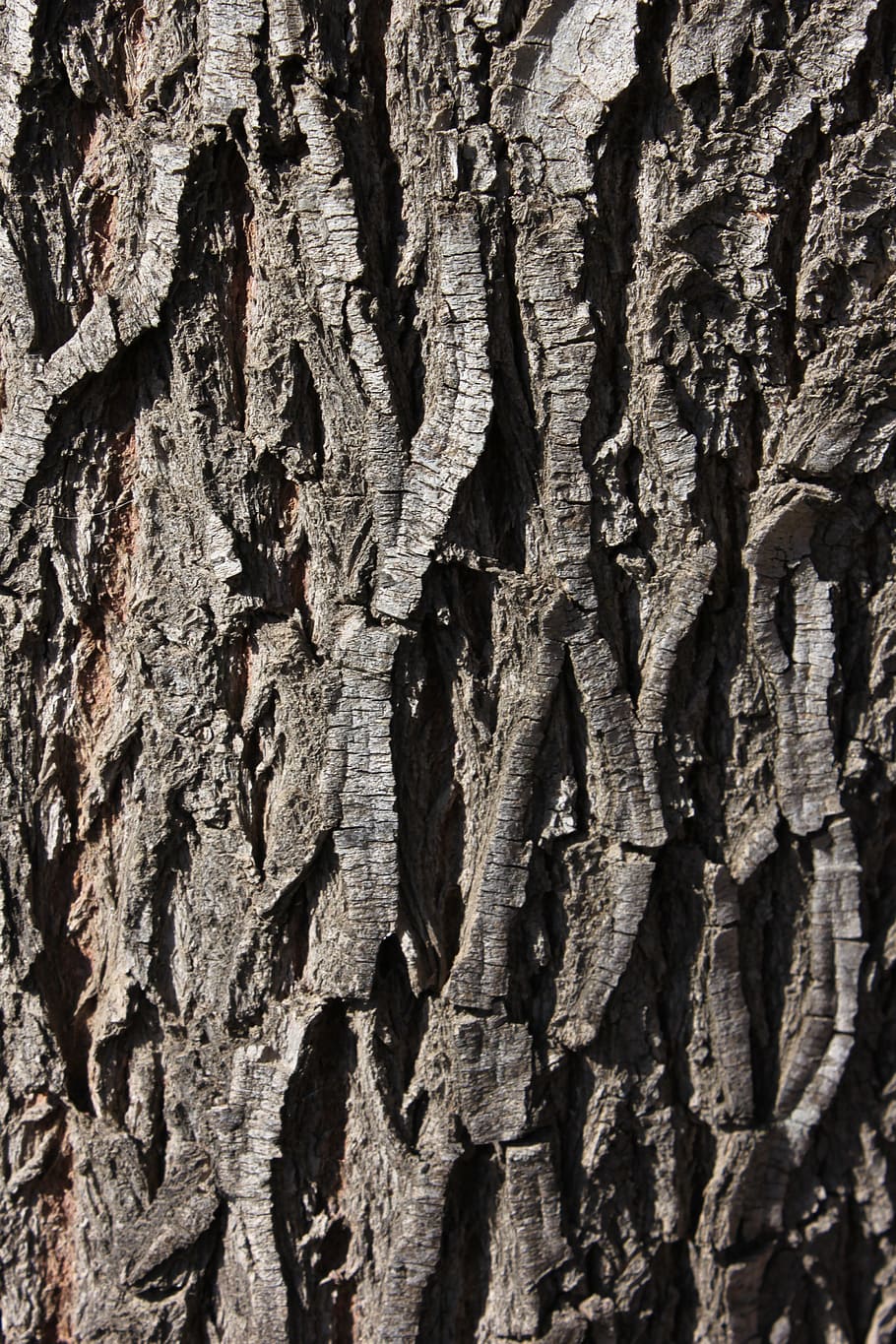 Bark, Wood, Tree, Texture, Pattern, tree trunk, textured, rough HD wallpaper