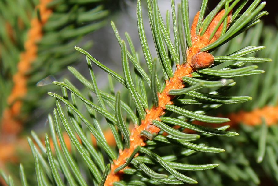 spruce, tree, plants evergreen, conifer, needles, christmas tree HD wallpaper