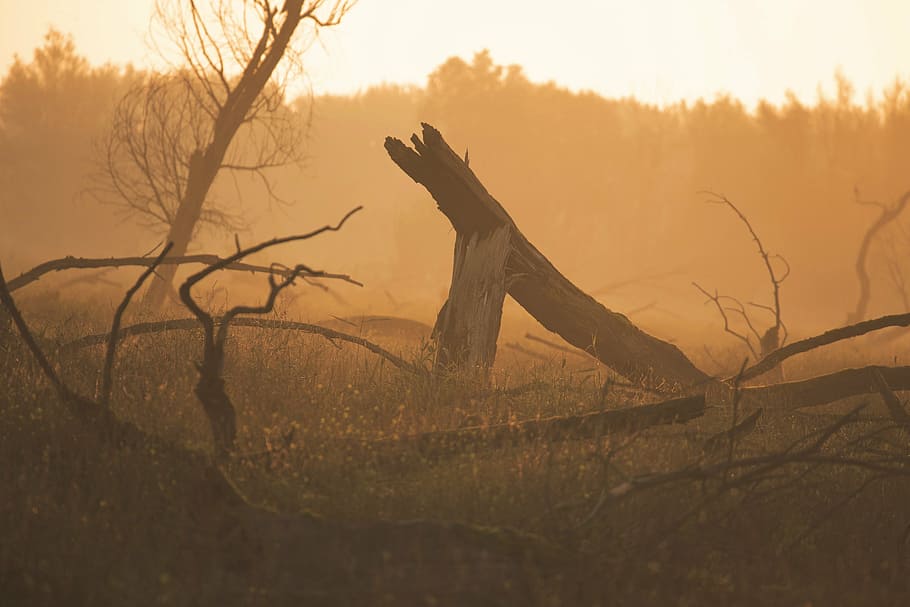 forest, nature, sunrise, sunset, field, outdoors, silhouette HD wallpaper