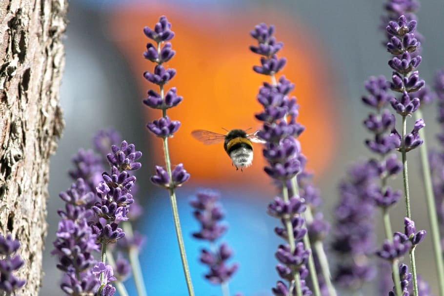 Hummel, Flight, Lavender, Insect, Fly, lavender flowers, purple HD wallpaper
