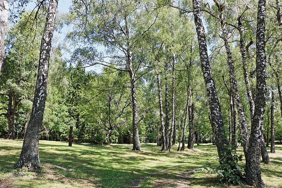 wood, trees, forest, park, log, nature, bark, trunks, landscape HD wallpaper