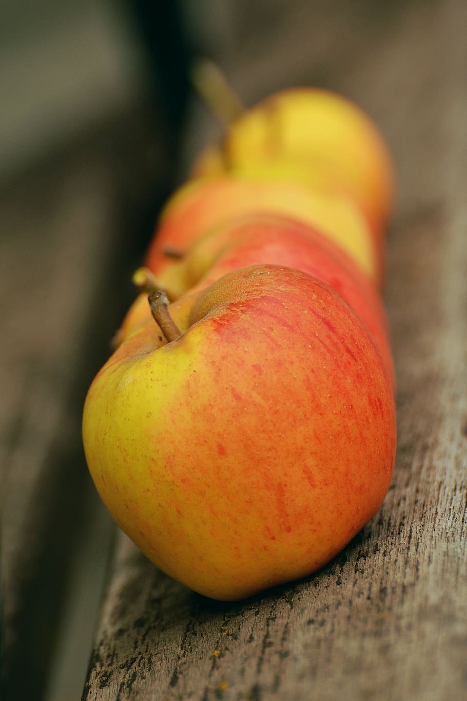 apple, goldparmäne, fruit, windfall, garden, series, lined up HD wallpaper