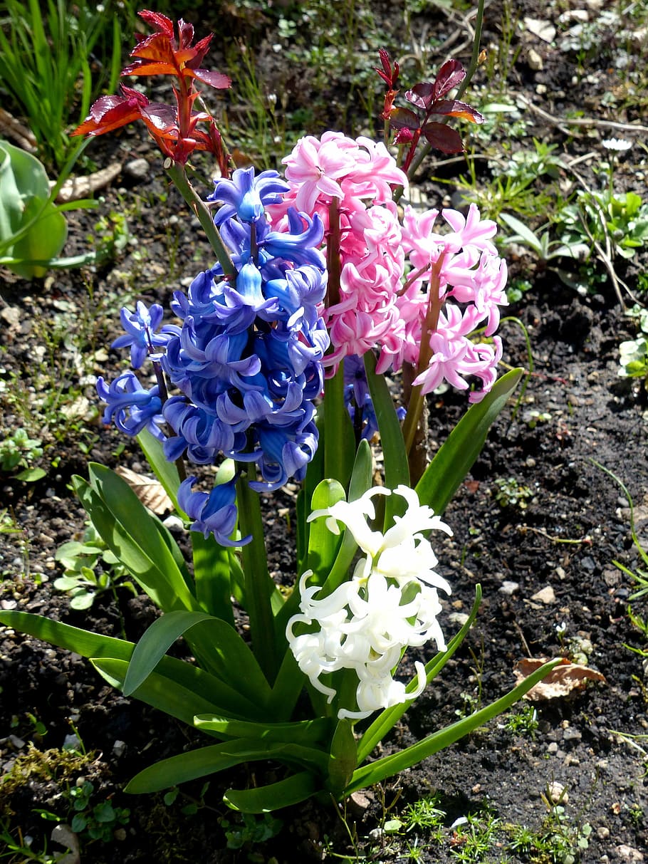 hyacinth, three coloured, spring, very fragrant, flower, nature, HD wallpaper