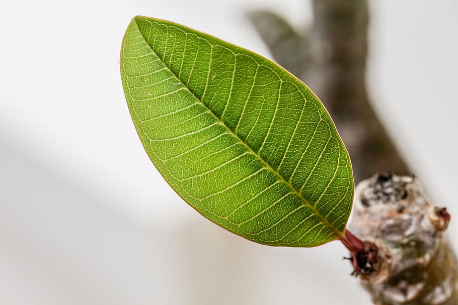 Leaf, Green, Plant, Patterns, Botany, macro, close-up, green color HD wallpaper