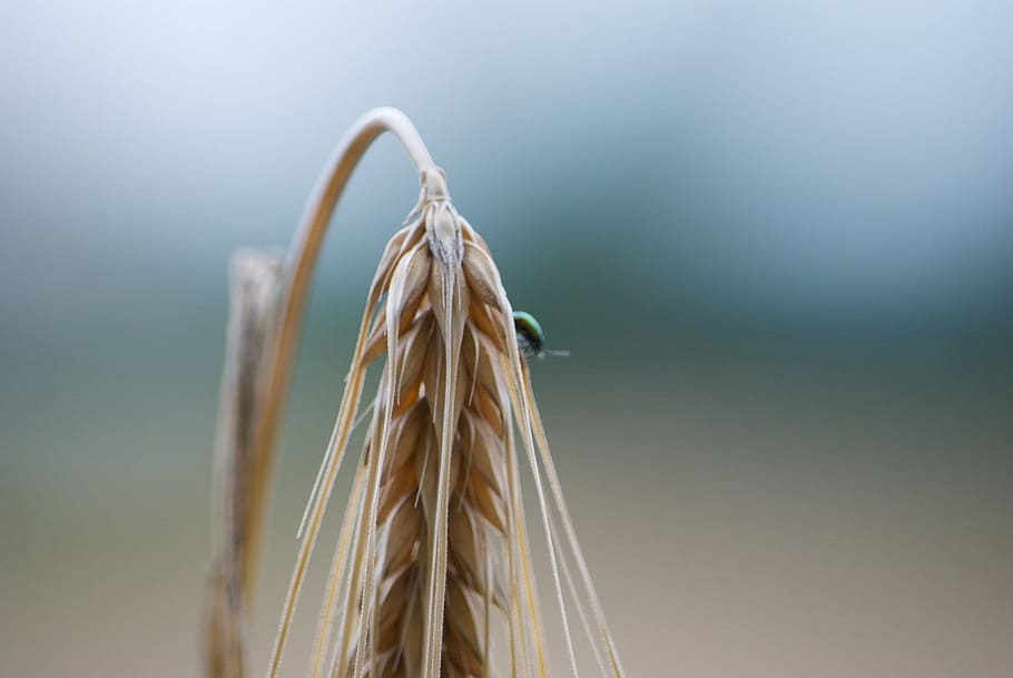 cornfield, summer, plant, close-up, no people, copy space, nature HD wallpaper