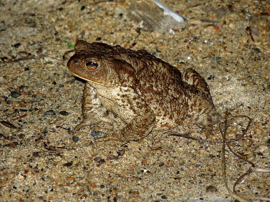 frog, sand, nature, amphibian, animal, wildlife, toad, close-up HD wallpaper