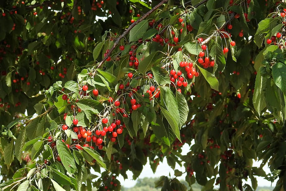 Cherry, Wild Cherries, Sweet, red, sweet cherries, orchard HD wallpaper