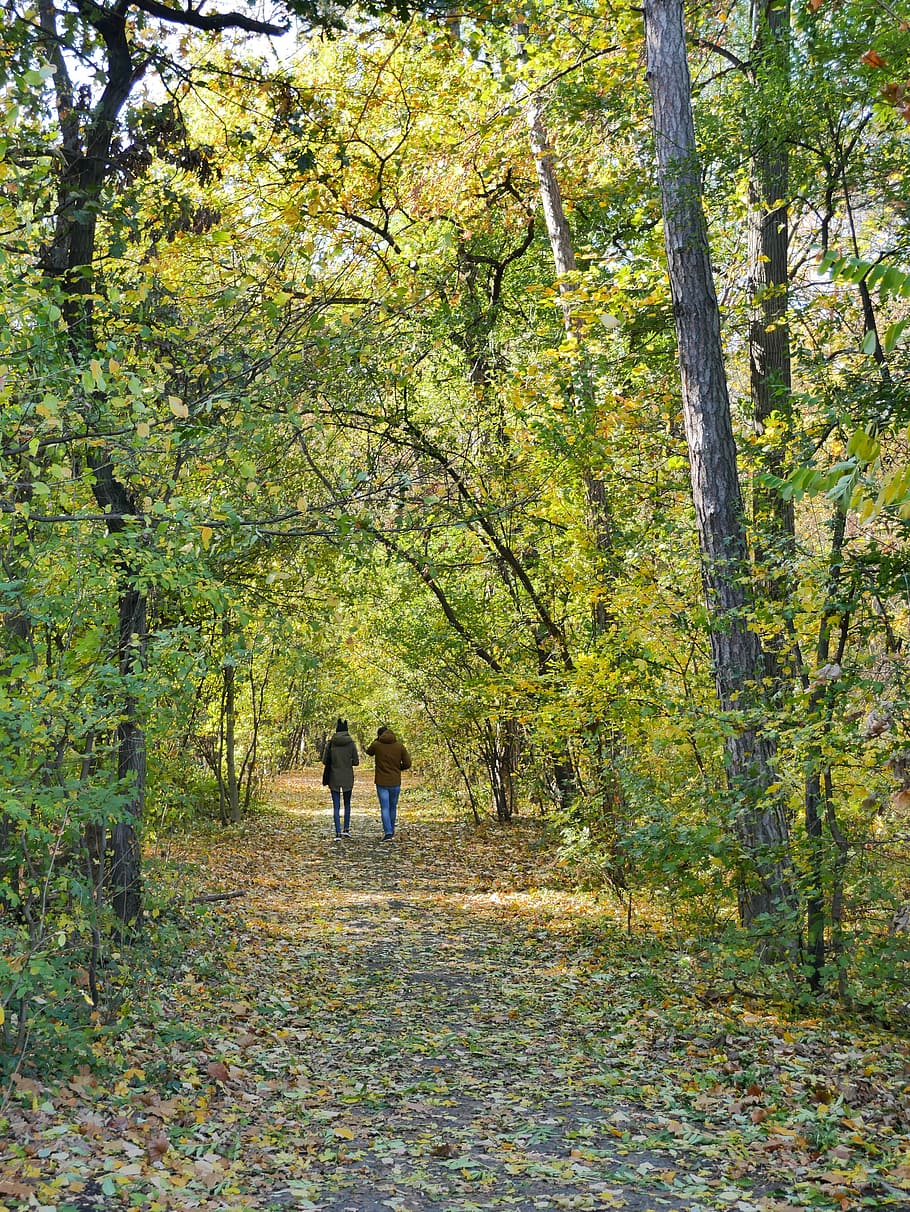 Fall, Walk, Autumn, People, park, pathway, walking, tree, rear view HD wallpaper
