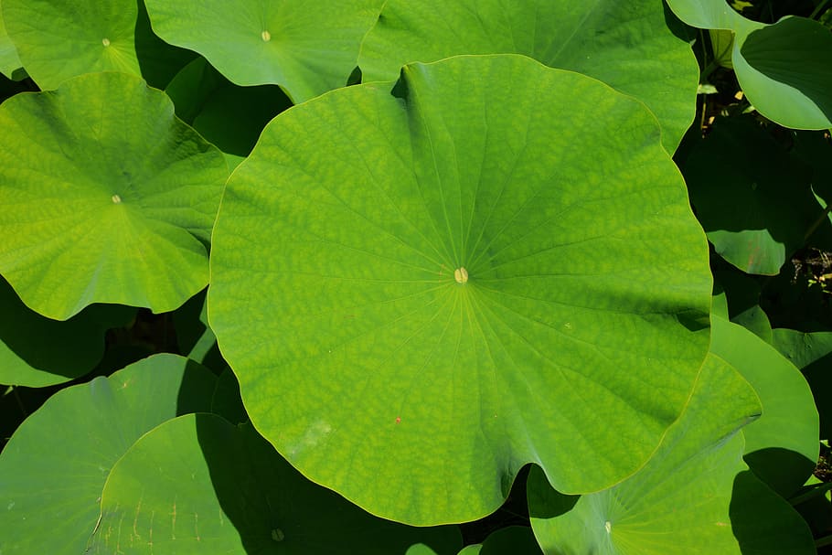 close-up photo of green lily pad, Botany, Leaf, Exotic, Pond HD wallpaper