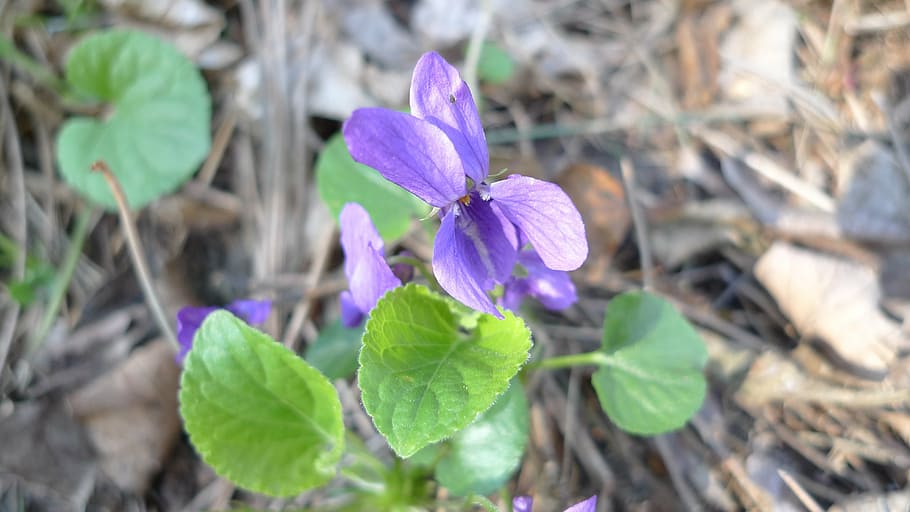 blooms, violet, spring, flowers, nature, plant, wild flowers HD wallpaper