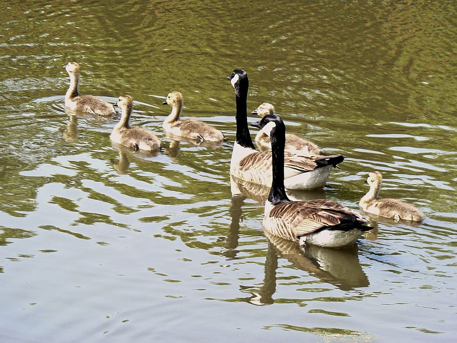 geese, young, cute, spring, life, wildlife, gosling, nature HD wallpaper