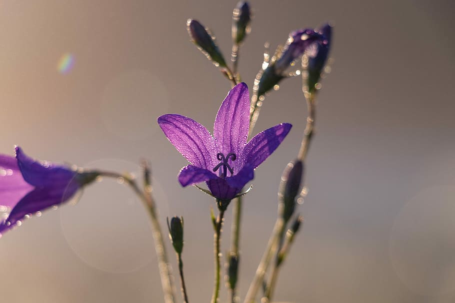 bell, flower, bloom, flowers, plant, beautiful flower, purple flower HD wallpaper