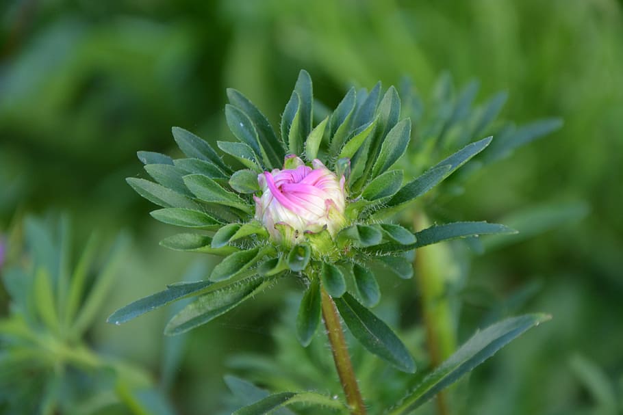 flower bud, button, garden, pink green, flowering, color pink HD wallpaper
