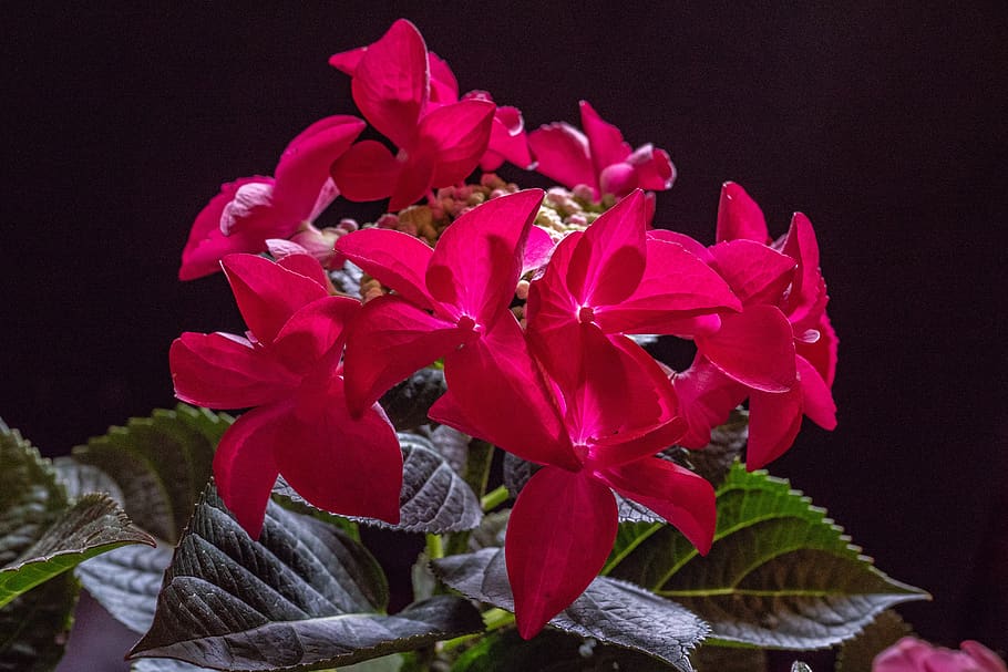 hydrangea, flower, red, flowering plant, freshness, vulnerability HD wallpaper