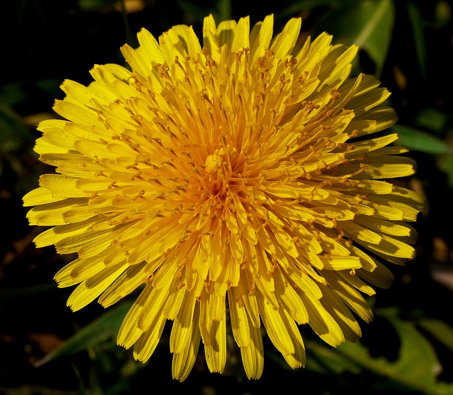 HD wallpaper: dandelion, blossom, bloom, complex, stamp, stamens ...