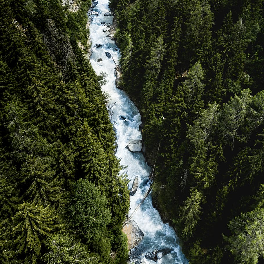 river between tall pine trees, aerial photo of body of water HD wallpaper