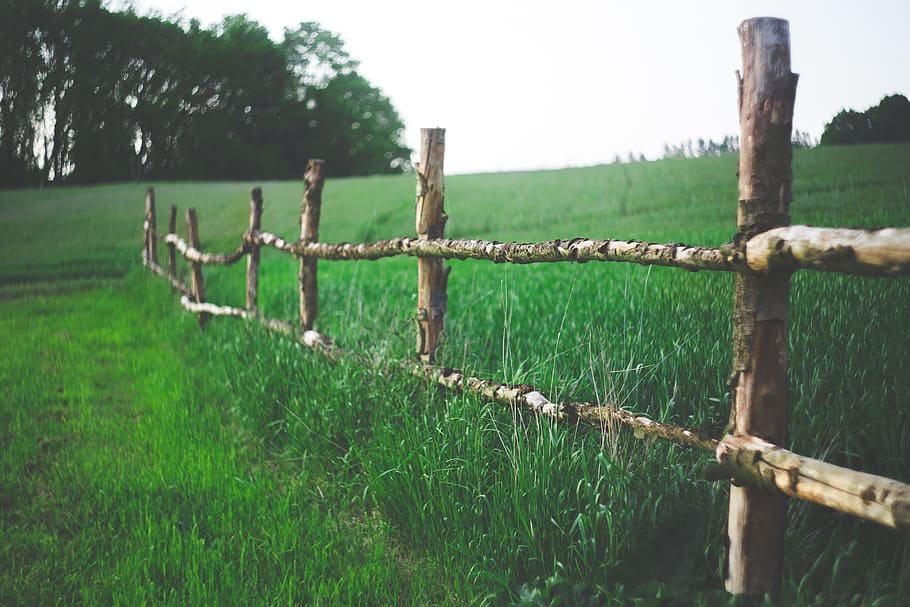 brown wooden fence, field, farm, country, green, nature, grass