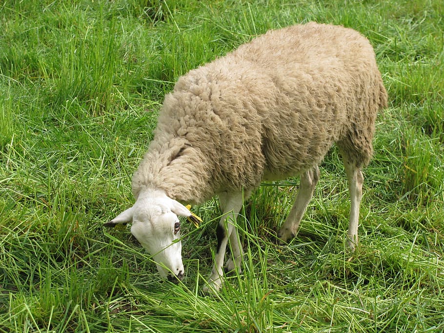 sheep, camp, eating, grass, pasture, animal, animal themes HD wallpaper