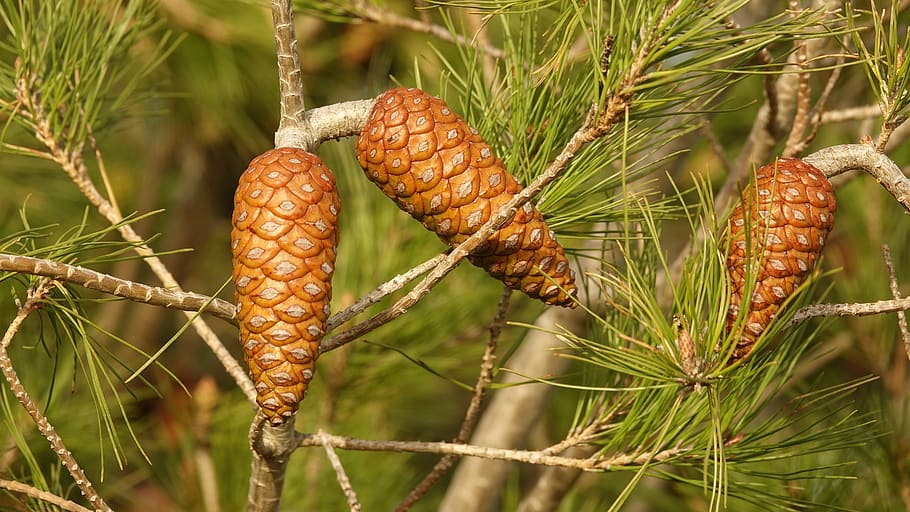 pine, cones or pine cone, plant, food and drink, focus on foreground HD wallpaper