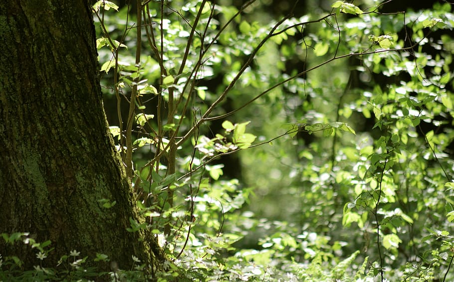 forest, spring, green, tree, foliage, plant, growth, nature HD wallpaper