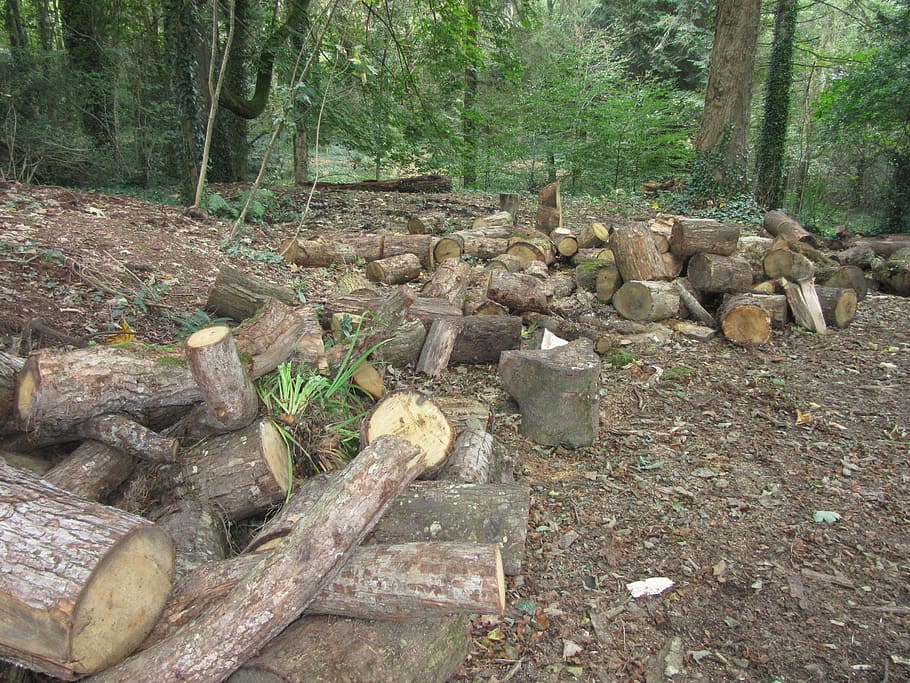 logs, wood, forest, tree, land, plant, day, nature, solid, wood - material HD wallpaper