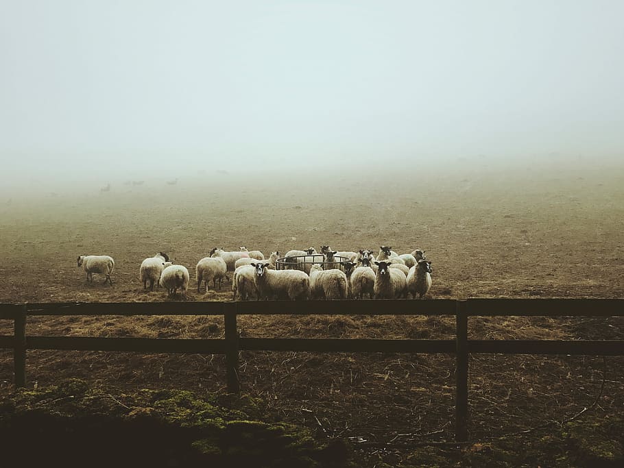 landscape photography of group of sheep on field, herd of lambs HD wallpaper