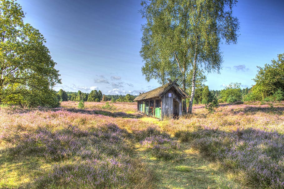 hut, lüneburg heath, nature, heide, heather, hiking, heathland, HD wallpaper