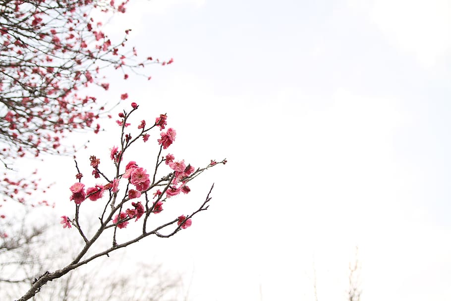 HD wallpaper: cherry blossom tree, japanese peace park, march, plum blossom  | Wallpaper Flare