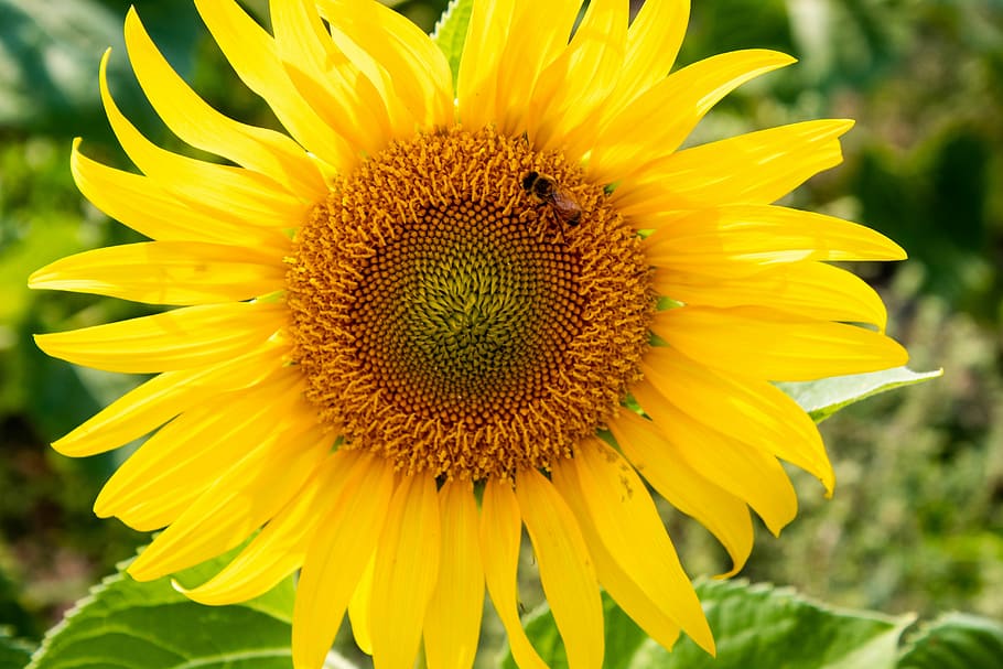 sunflower, bee, yellow, bright, summer, field, nature, plant HD wallpaper