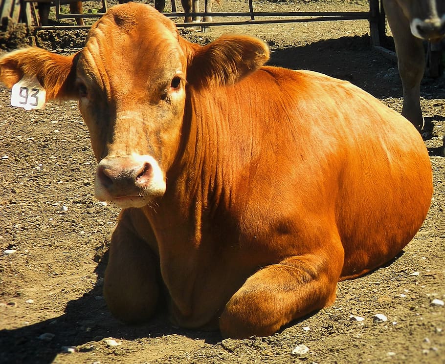 cattle, steer, market steer, mammal, animal, animal themes HD wallpaper