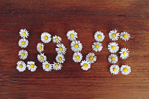 LOVE daisy flower artwork, word, text, valentine's day, relationship HD wallpaper