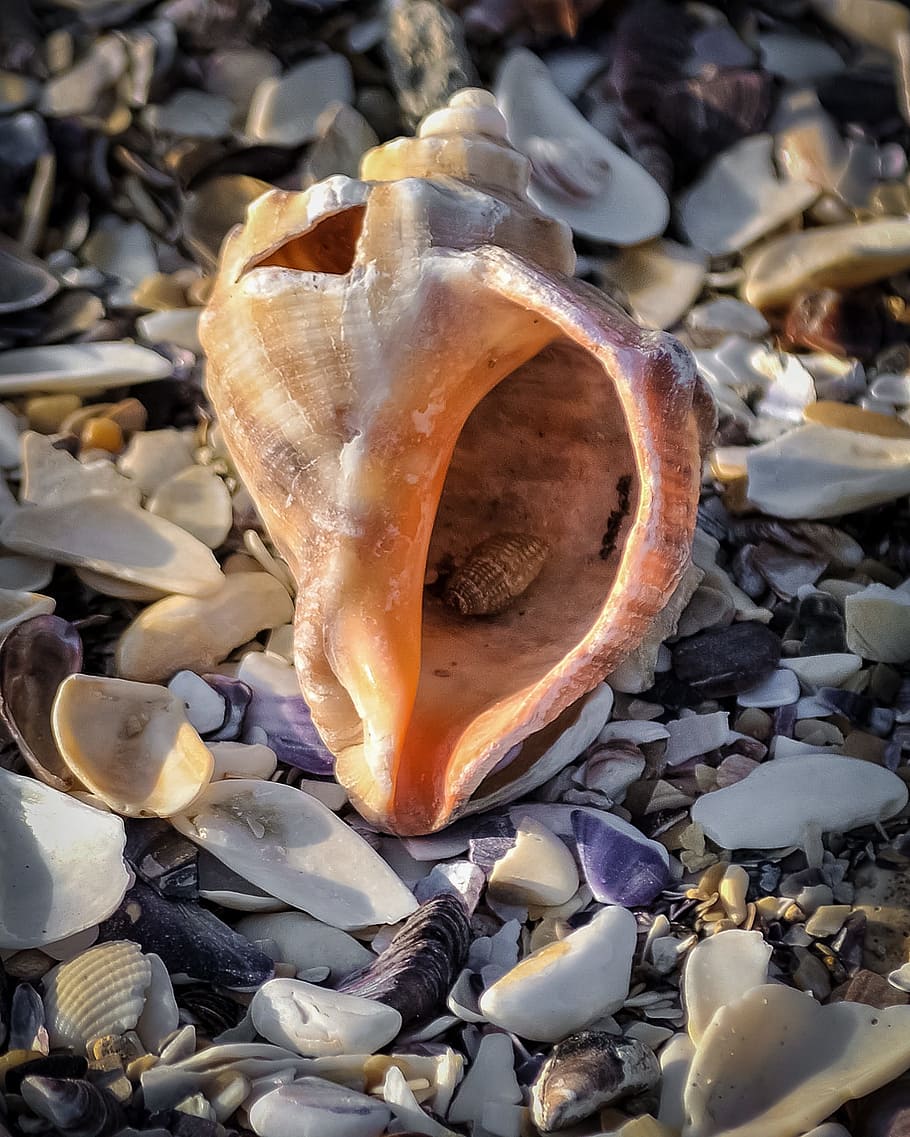 Seashell, Shellfish, Mussel, Nature, broken, sand, beach, texture HD wallpaper