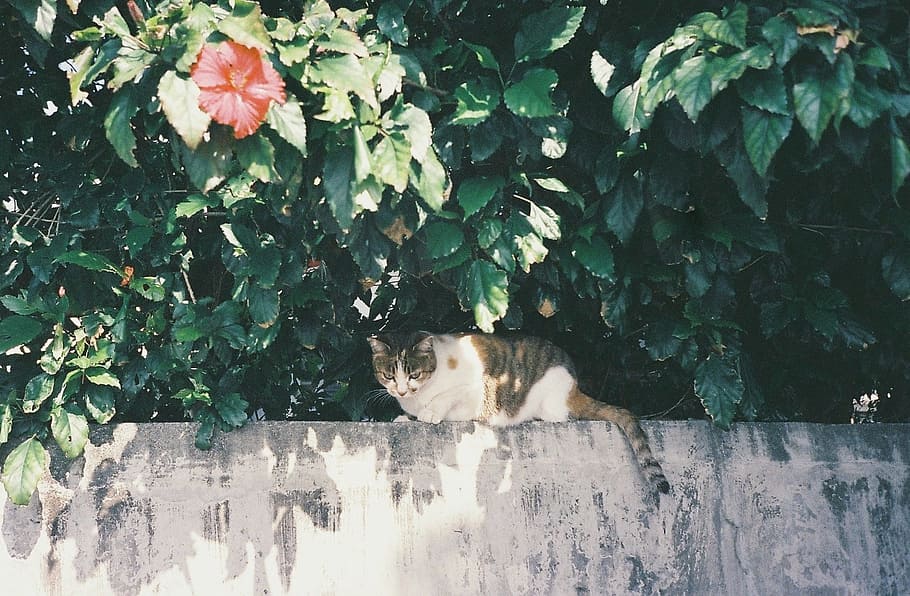 white and brown cat lying on gray wall, tree, nature, green HD wallpaper