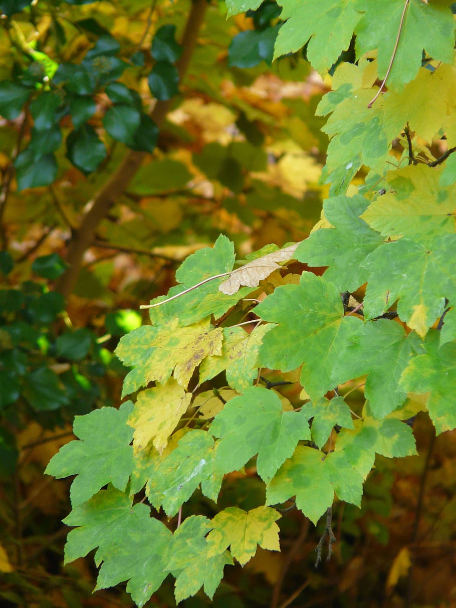 mountain maple, leaves, fall color, green, yellow, autumn, acer pseudoplatanus, HD wallpaper