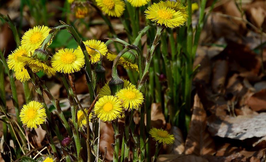 forest dandelion, blossom, bloom, spring, flower, plant, flowering plant HD wallpaper