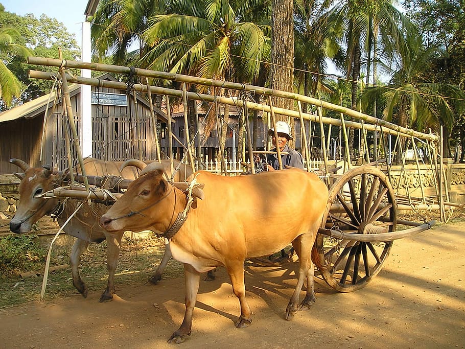 Cambodia, Oxen, Transport, Rural, local, live, southeast, asia, HD wallpaper
