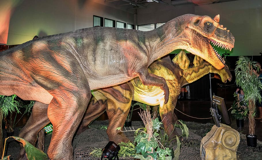 Allosaurus, allsaurus, animal, dinosaur, extinct, photos, predator HD wallpaper