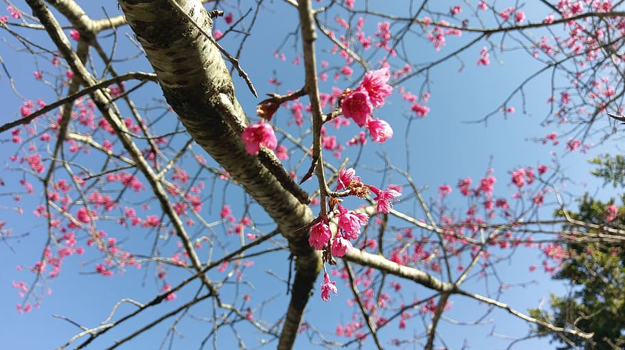 Cherry Blossoms, Spring, flowers and plants, branch, tree, no people HD wallpaper