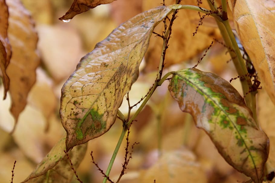 fall, autumn, leaf, brown, green, yellow, dying, falling, dead, HD wallpaper