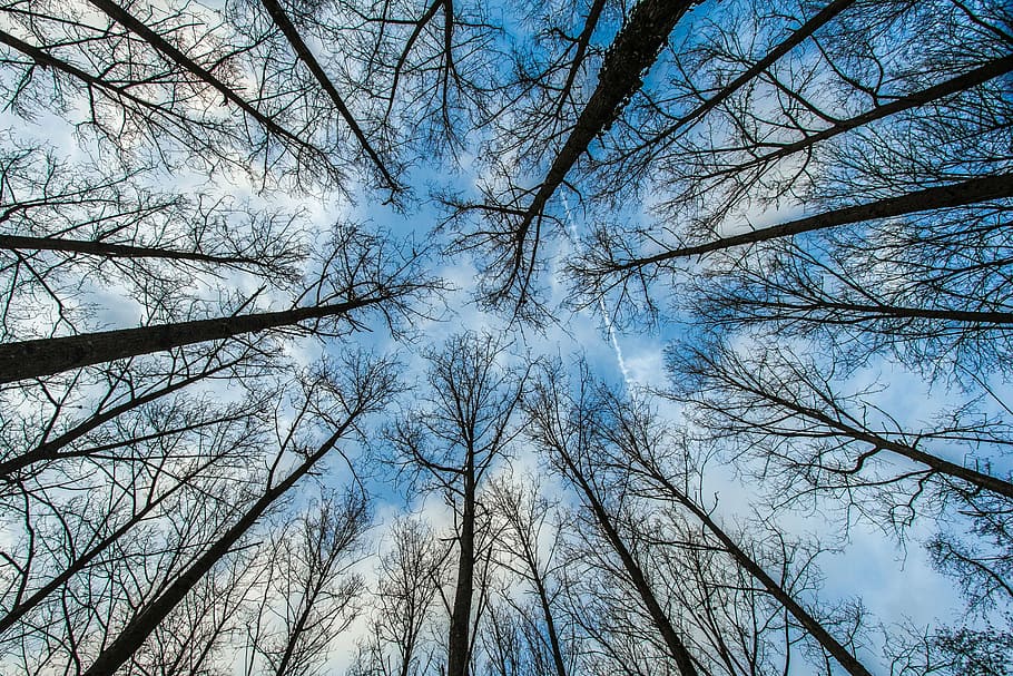 worm's-eye view of bare trees across clouds, forest, sky, nature HD wallpaper