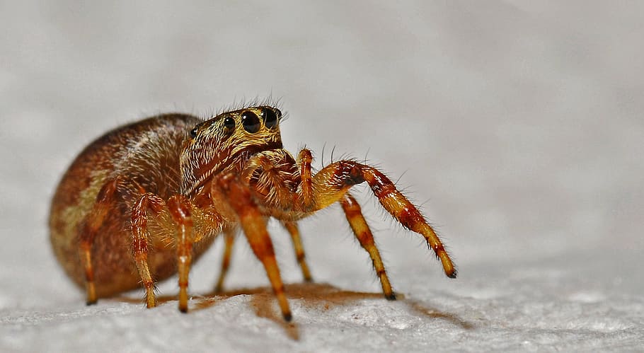 closeup photo of brown jumping spider, arachnid, macro, insect HD wallpaper